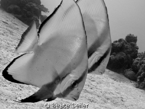 Batfish, taken at El Quadim with Canon G10 by Beate Seiler 